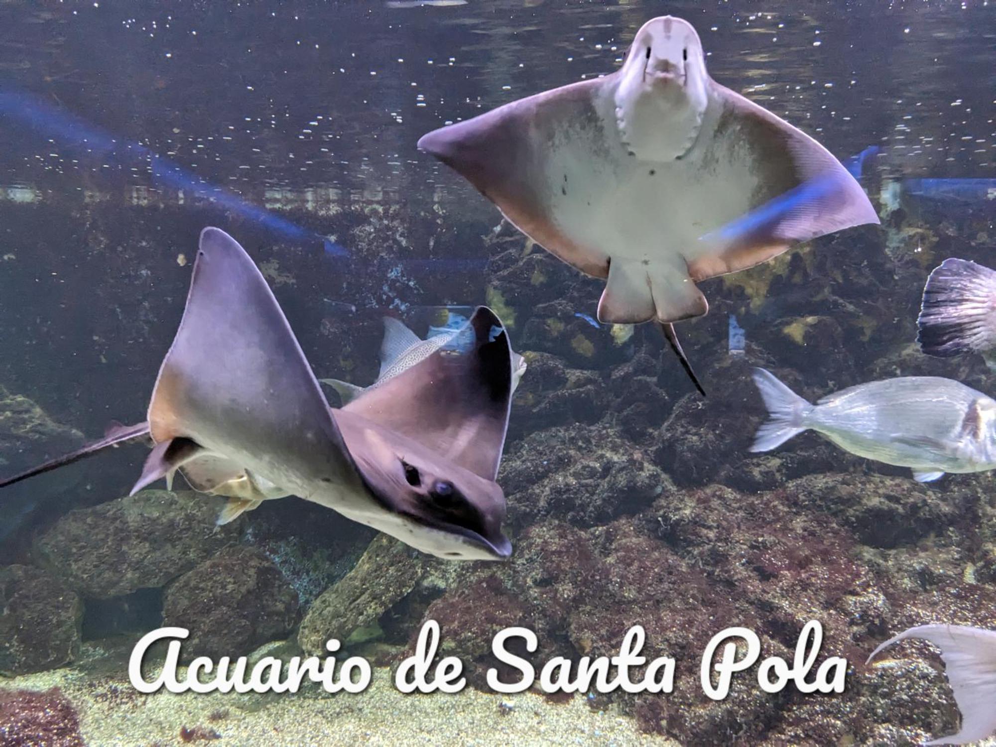 Best Holiday Santa Pola Luaran gambar