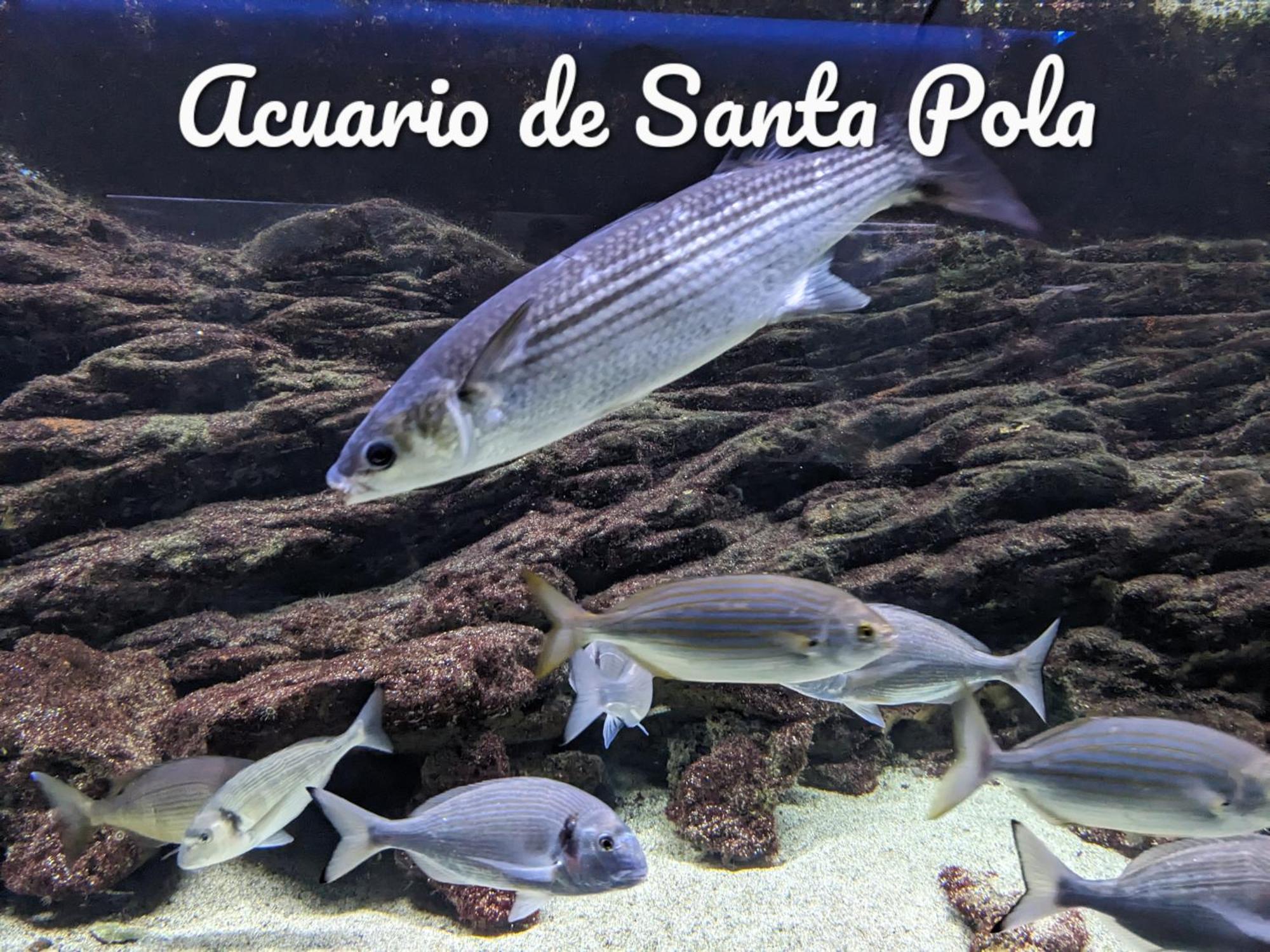 Best Holiday Santa Pola Luaran gambar